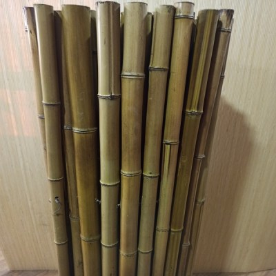 Бамбуковый забор  Золото